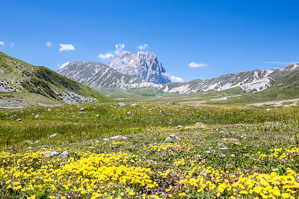istock Wild flowers and Corno Grande-Campo Imperatore, Abruzzi 169949717