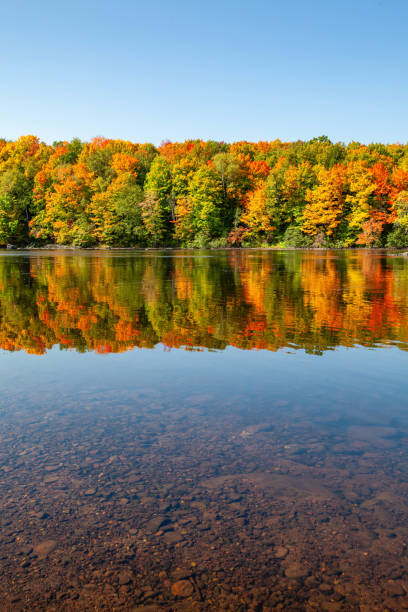 istock Reflection of a colorful forest in the Wisconsin River 1699499873