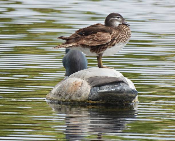 wood duck (aix sponsa) - samica spoczywająca na wabiku - decoy zdjęcia i obrazy z banku zdjęć