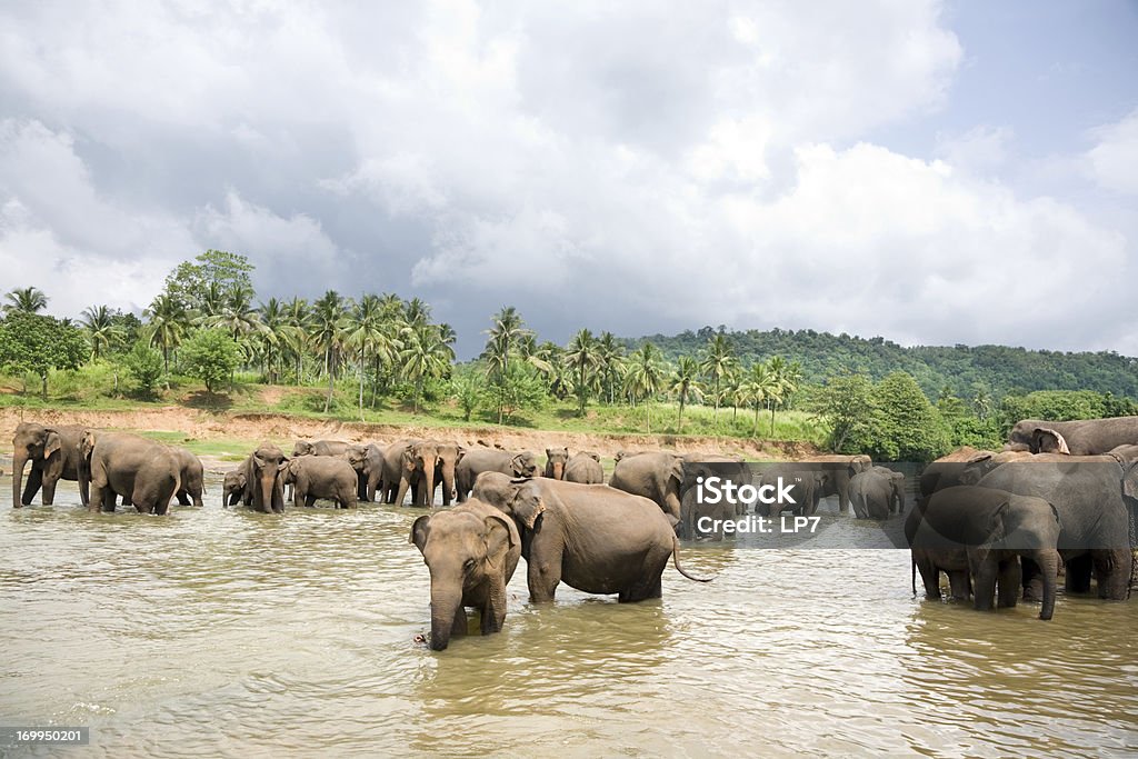 Elefantes rebaño en río - Foto de stock de Agua libre de derechos