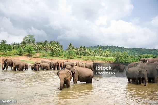 Elefantes Rebaño En Río Foto de stock y más banco de imágenes de Agua - Agua, Aire libre, Animal