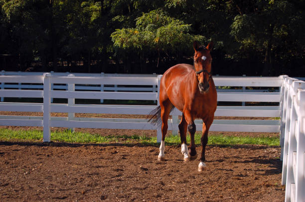 istock A horse in the stables and pen 1699505351