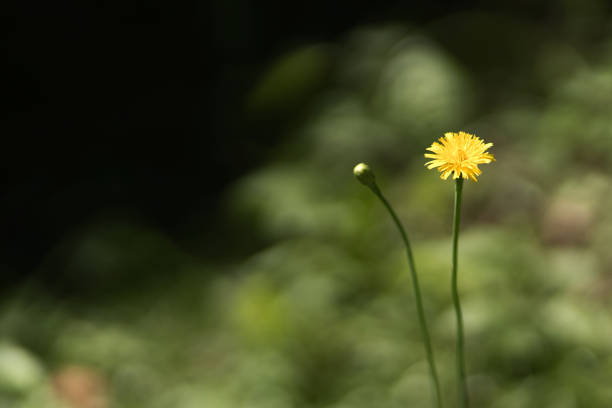 istock Wild yellow flower in grass field, blurred background 1699518952