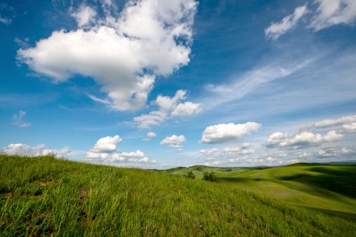 field of young green grass against the blue sky and white clouds passing. Blue sky with moving white clouds Before the rain in the background