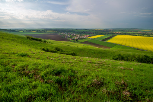 rapeseed field