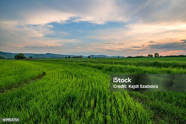 Foto de Campo De Cevada e mais fotos de stock de Agricultura - Agricultura, Ajardinado, Campo