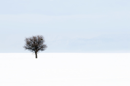 Lonely tree in the winter, Denizli,Turkey..