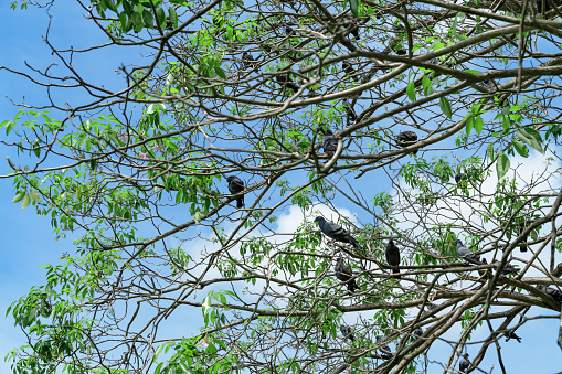 Herd of pigeons on the tree