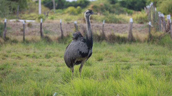 curaca, bahia, brazil - september 17, 2023: ostrich bird - Struthio camelus - seen on a farm in the rural area of the municipality of Curaca, backlands of Bahia.