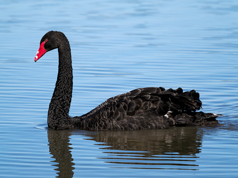 A black swan swimming in an Oregon National Wildlife Refuge pond. It likely escaped from a wildlife sanctuary or a private collection. It is not native to Oregon and would not have migrated to here.