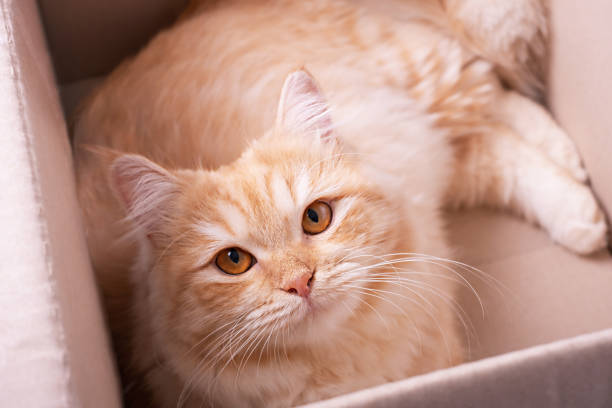 istock Ginger fluffy tabby cat sitting in cardboard box, top view. 1699550891