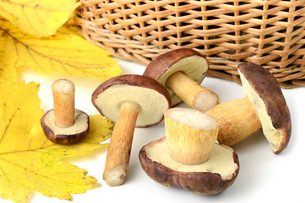 bolete seta (boletus badius) - maronenröhrling fotografías e imágenes de stock