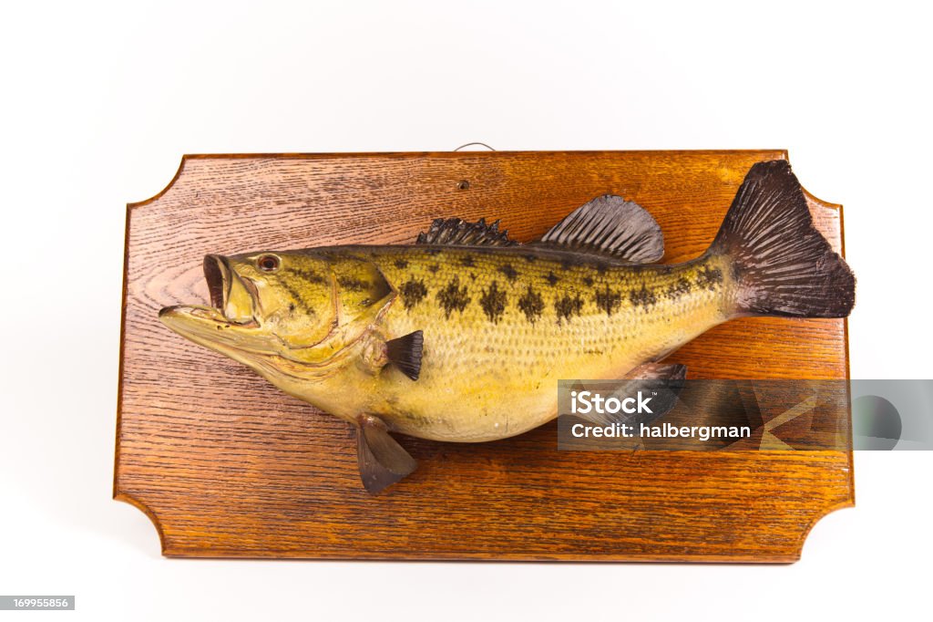 Poisson Taxidermied Plaque isolé sur blanc - Photo de Taxidermie libre de droits