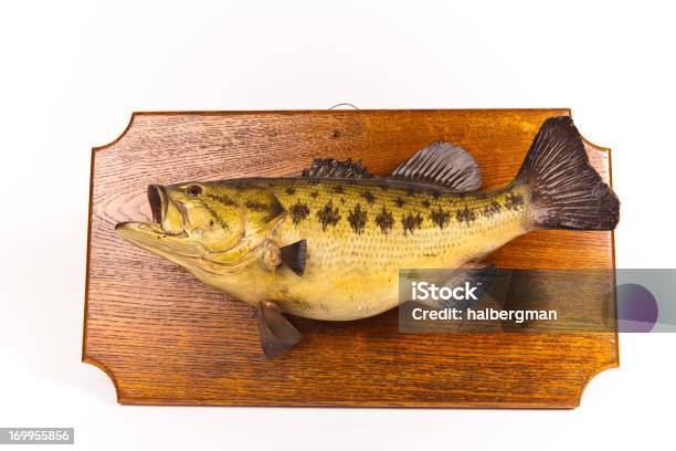 Photo libre de droit de Poisson Taxidermied Plaque Isolé Sur Blanc banque d'images et plus d'images libres de droit de Taxidermie - Taxidermie, Poisson, Plaque - Récompense