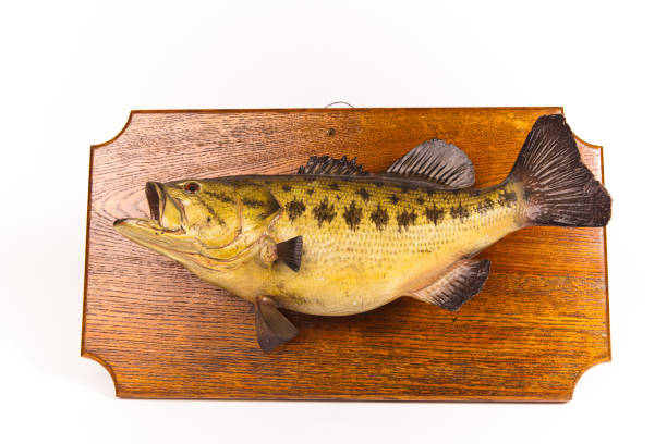 peixe taxidermied placa isolado a branco - mounted imagens e fotografias de stock