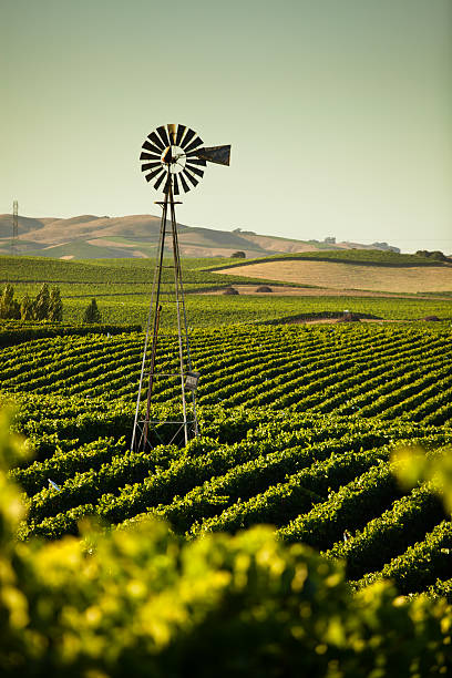 カリフォルニアのワインカントリー - windmill cultivated land crop day ストックフォトと画像