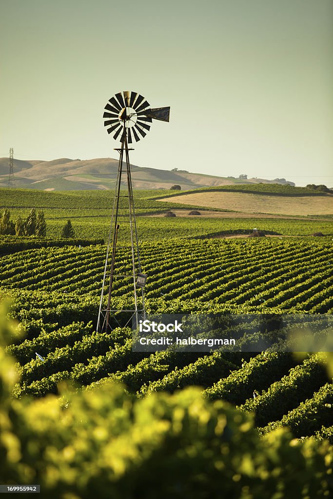 California Wine Country Vinyards stretch across rolling hills in the Napa/Sonoma Wine Country in Northern California Farm Stock Photo