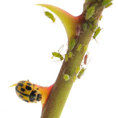 An aphid releases a pheronome to warn the other aphids of a predatory ladybird