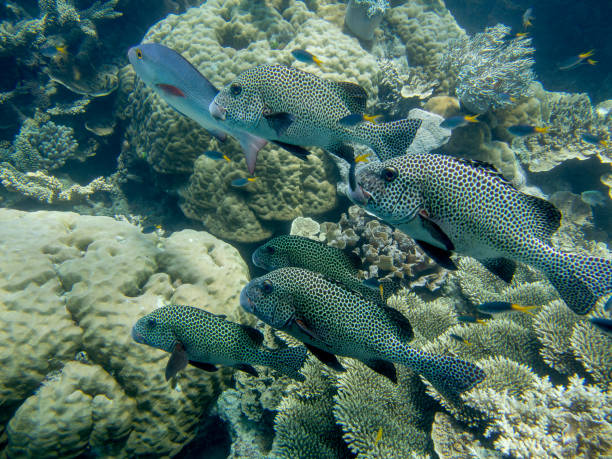 istock Sweetlips (Plectorhynchus picus) schooling on the coral reef 1699561144