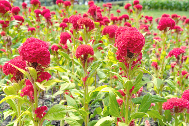 red cockscomb flowers in the garden