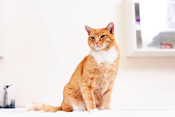 Cat in front of white wall(with stains) and chopped wood.