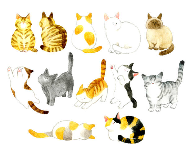 kuvapankkikuvitukset aiheesta joukko söpöjä kissoja. käsin piirrettyjä akvarellikuvia eläimistä. - siamese cat
