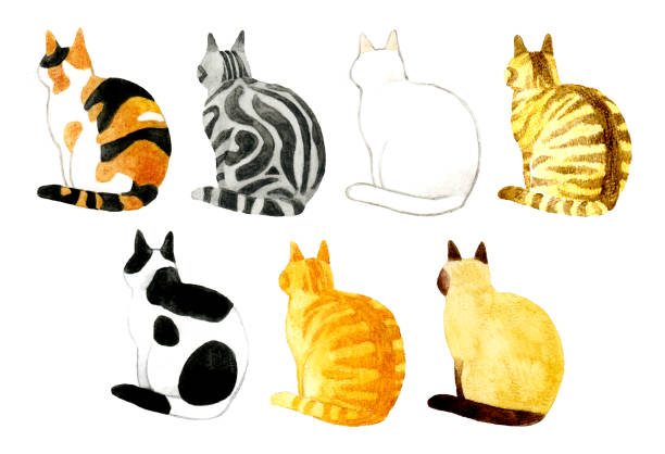 kuvapankkikuvitukset aiheesta joukko kissoja, joiden selkä on kääntynyt. käsin piirrettyjä akvarellikuvia eläimistä. - siamese cat