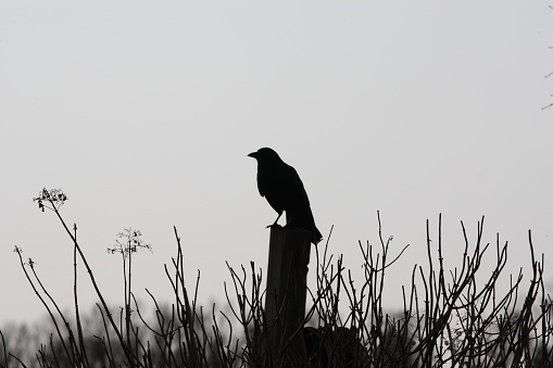 Crow in silhouette
