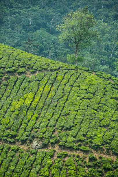 istock Tea Plantation in Cameron Highlands, Malaysia. 1699578033
