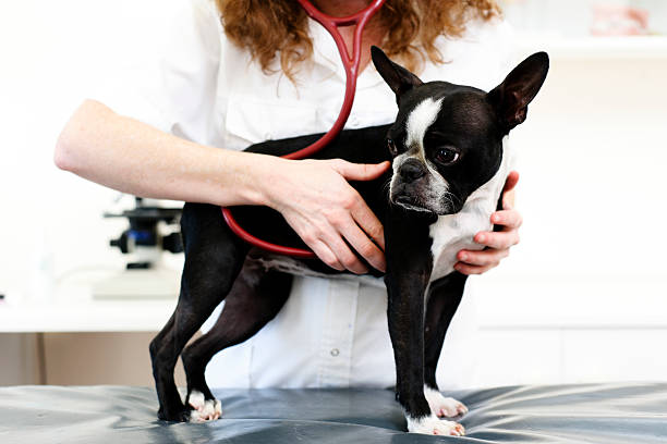 Dog visiting the veterinarian Dog visiting the veterinarian animal heart stock pictures, royalty-free photos & images