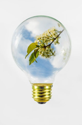 A round light bulb with view of new spring growth of blossoms on a Pin Cherry tree...  against a blue sky.