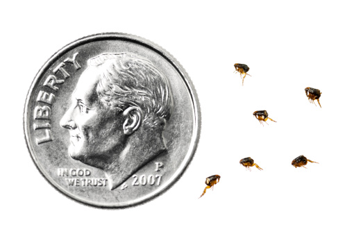 Dog Fleas next to a US Dime for scale, against a white background, focus on the fleas.