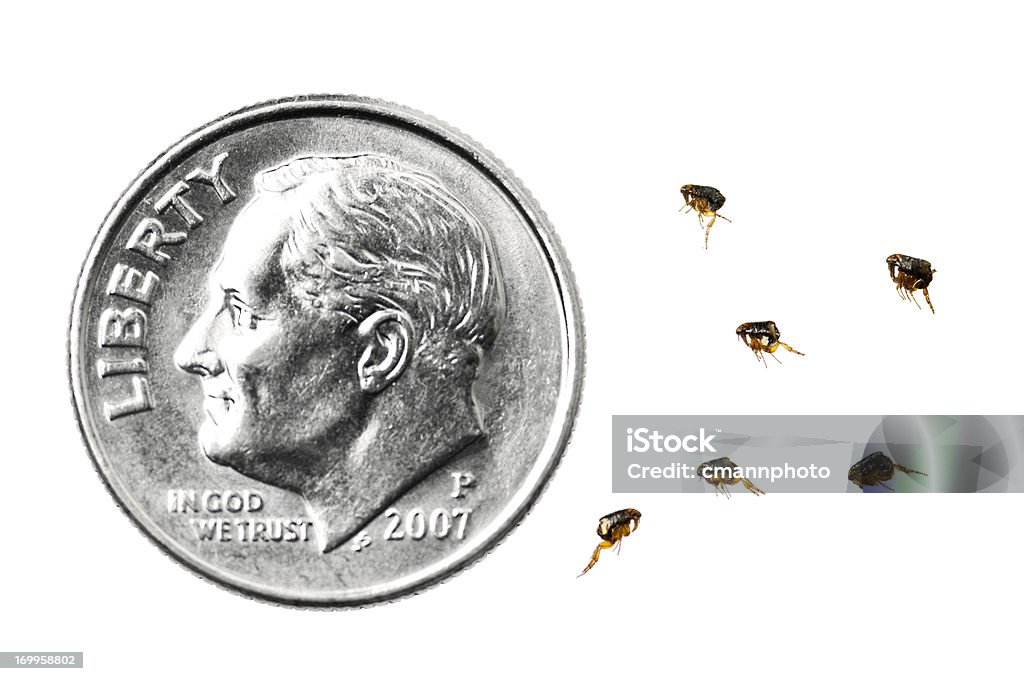 Dog Fleas compared to a dime Dog Fleas next to a US Dime for scale, against a white background, focus on the fleas. Flea - Insect Stock Photo