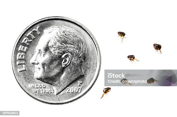 Dog Fleas Compared To A Dime Stock Photo - Download Image Now - Flea - Insect, White Background, Dime