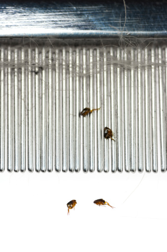 Dog Fleas on a Flea Comb after combing them off of a dog, against a white background