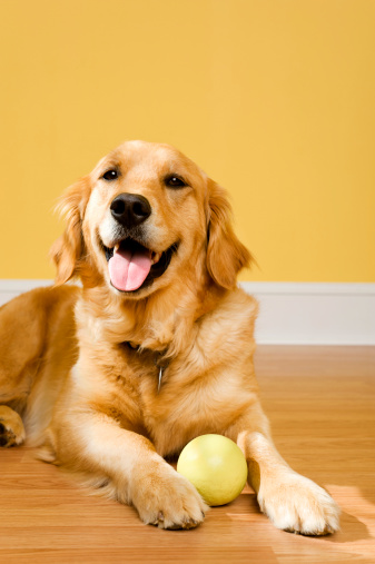 A happy two year old Golden Retriever laying on the floor with a ball waiting for someone to play with her. \