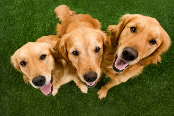 Golden Retriever Family A a family of Golden Retriever dogs sitting on grass looking up at the camera "Missy, Dutchess and Arthur" three animals stock pictures, royalty-free photos & images