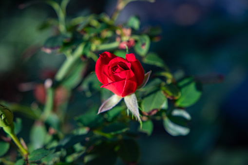 Red Miniature Rose in the Morning Sun