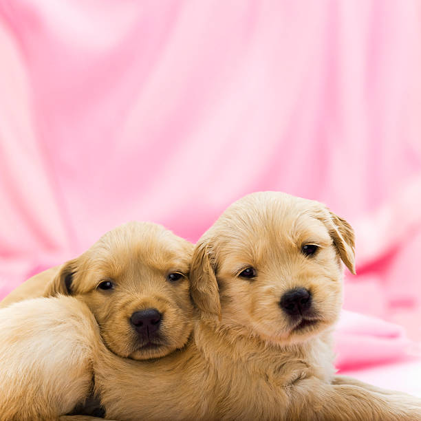 Pure White Labrador PuppiesPart of a Series from Birth to 7 Weeks Old