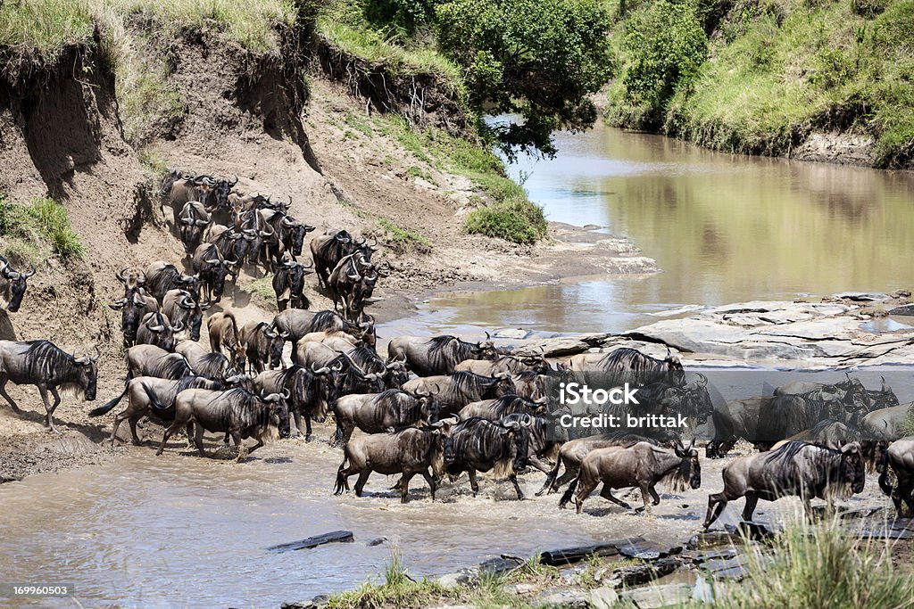 La Migration. Troupeau de gnus passant Rivière Mara, Kenya - Photo de Afrique libre de droits