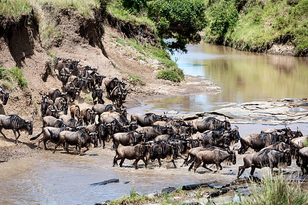 istock Migration. Herd of gnus passing Mara river, Kenya 169960503