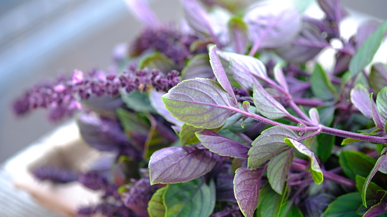 Edible perennial purple basil harvesting form an organic garden.