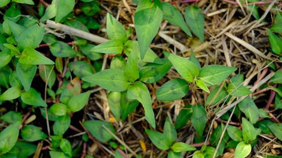 Fresh Vietnamese mint plant or Persicaria odorata, Vietnamese coriander, laksa leaf.