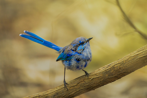 Splendid fairy wren's feather is changing in clours for mating season, Perth, Western Australia