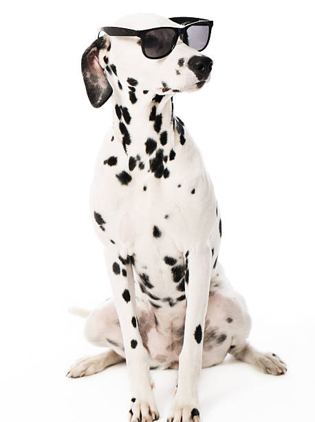 istock Cool Dalmatian with Sunglasses 169962867