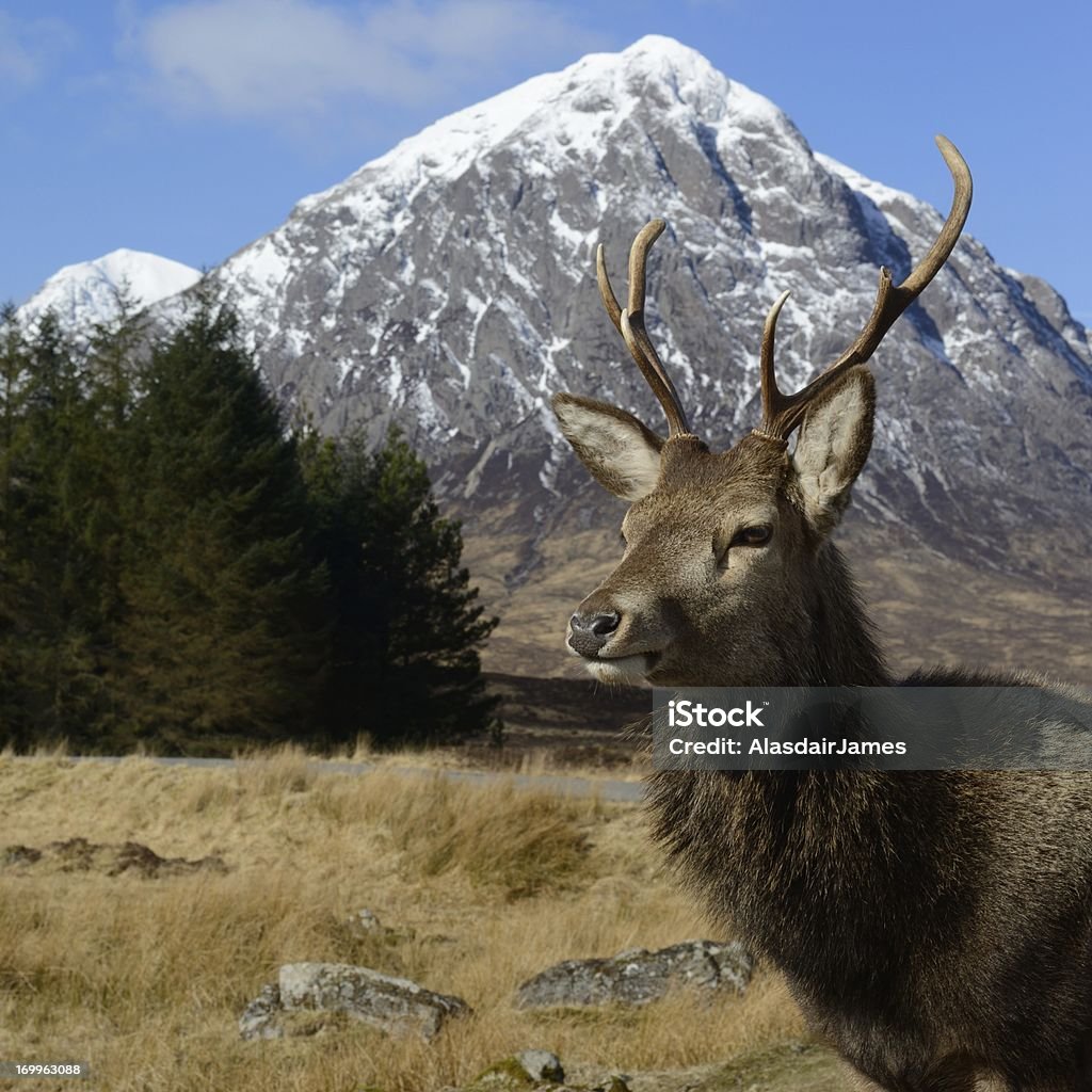 Szkocja! - Zbiór zdjęć royalty-free (Buachaille Etive Mor)