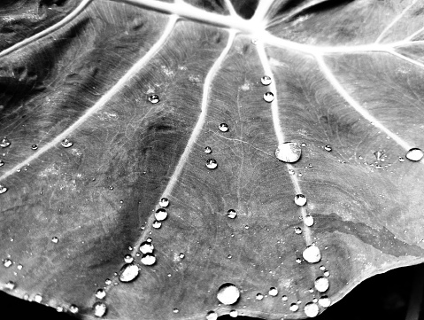 Black and white closeup raindrops on blade of grass, background with copy space, full frame horizontal composition