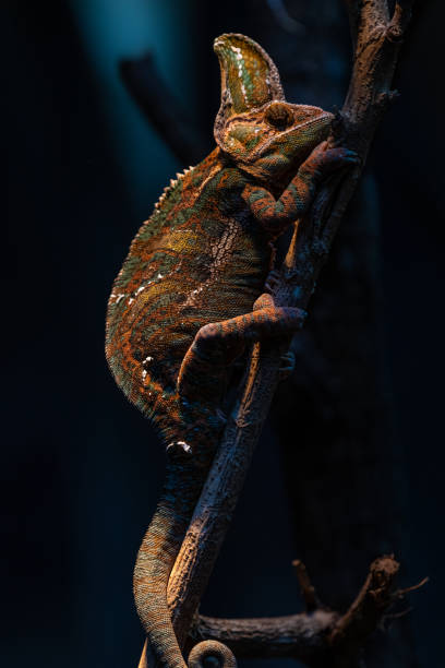 istock Lizard, dragon, Chameleon, Blue-crested Lizard, Indo-Chinese Forest Lizard 1699637401