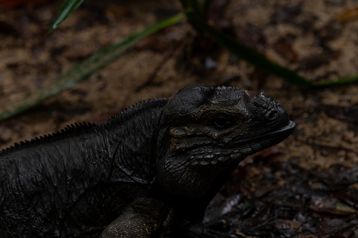 The rhinoceros iguana is a species of lizard belonging to the genus Cyclura. Dark background, copy space for text