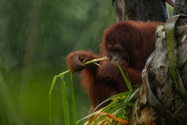 istock Male orangutan eating leaves behind the tree 1699639633
